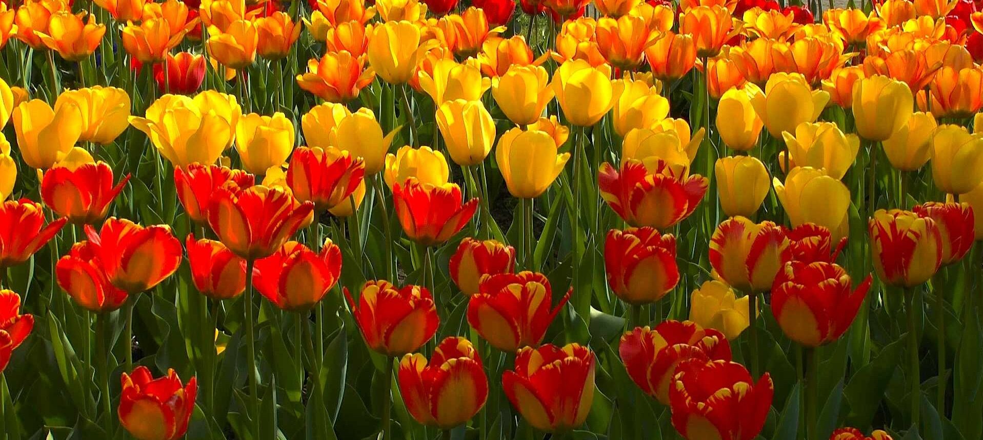 2026_04_Belgien, Holland, Deutschland